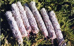 Sage Bundles by White Eagle Soaring