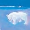 Chris Gilvan-Cartwright - - Keywords: polar bear, snow, animal, winter, ice, cartoon, paintily, childrens, storybook, friendly